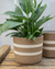 Potted plant in a striped woven pot on a wooden surface with a light gray background