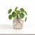 Small potted plant in a decorative woven pot on a white background