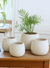 Set of white textured ceramic planters with a green plant on a wooden surface.