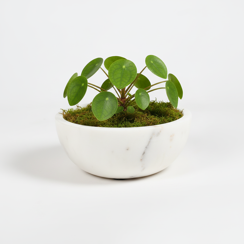 Handmade Classic White Marble Plant Pot | Indoor Planter – Vayu Earth
