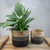 Potted plant in a woven basket on a wooden surface with a gray background