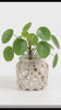 Clear Glass Pot with Hand Knotted Natural Jute Cover