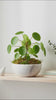 Handmade Classic White Marble Plant Pot